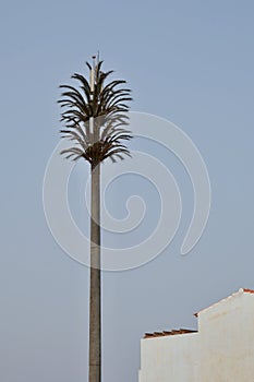 GSM antenna disguised as a palm.