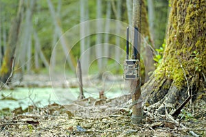 GSM camera trap placed in the swamp