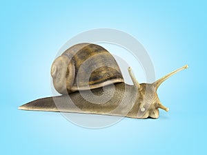 Gsrden snail 3d render on blue gradient