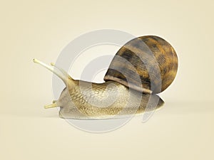 Gsrden snail 3d render on color gradient