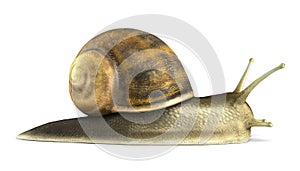 Gsrden snail 3d render on white