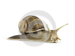 Gsrden snail 3d render on white