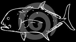 GT giant trevally fish predator on black background photo