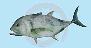 GT Giant Trevally fishing portrait