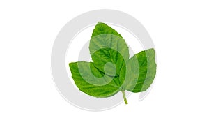 Guaar leaf, Guar is a cluster bean, mostly uses in guar gum or Pharmaceuticals industry