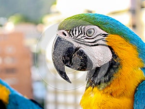 Guacamaya