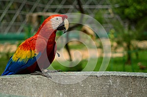 Guacamaya. photo