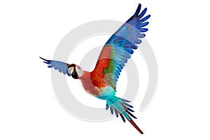 Guacamaya isolated on white background