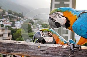 Guacamayas