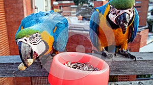 Guacamayas