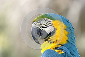 Guacamayo azulamarillo Ara ararauna