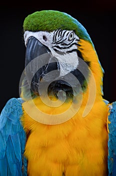 Guacamayo photo