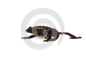 The Guacamayo Plump Toad on white photo