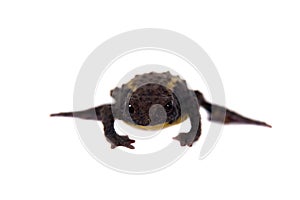 The Guacamayo Plump Toad on white photo