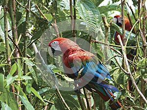 Guacamayo red