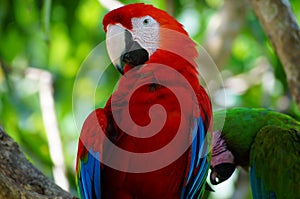 Guacamayo photo