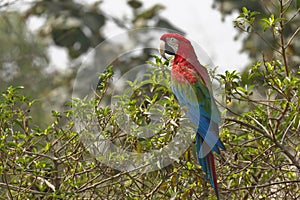 Guacamayo rojo Ara chloropterus