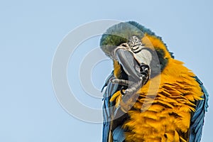 Tiky the Costa Rican Guacamayo photo