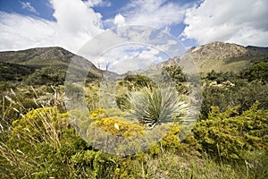 Guadalupe Mountains