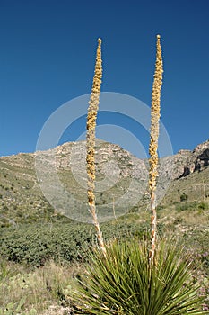 Guadalupe Mountains National P