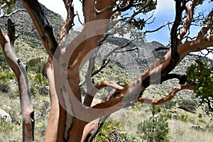 Guadalupe Mountains Tejas Trail