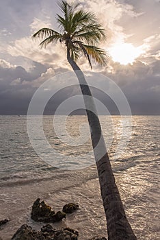 Guadeloupe, coconut tree