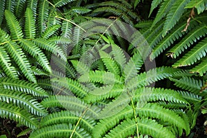 Guadeloupe flora - ferns