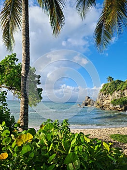 Guadeloupe french carribean island. view of the carribean sea under a palm with a view on the mountain.  enjoying summer nature