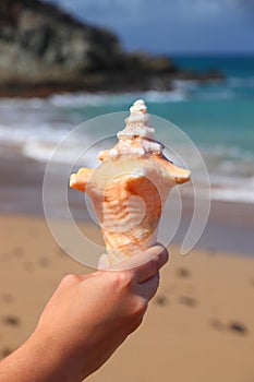 Guadeloupe vacation sea shell