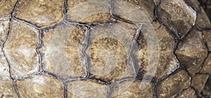 Guadiana spanish pond turtle shell