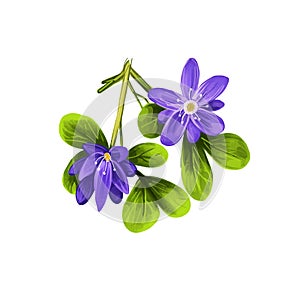 Guaiacum digital art illustration isolated on white. lignum-vitae, guayacan, or ga ac, blue flowers and green leaves. Herb with