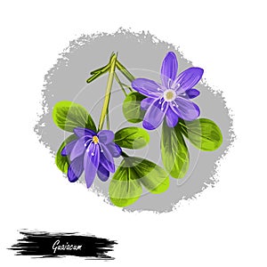Guaiacum digital art illustration isolated on white. lignum-vitae, guayacan, or ga ac, blue flowers and green leaves. Herb with