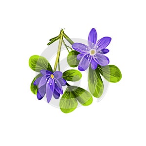 Guaiacum digital art illustration isolated on white. lignum-vitae, guayacan, or ga ac, blue flowers and green leaves. Herb with photo