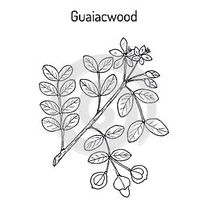 Guaiacwood Guaiacum officinale , medicinal plant