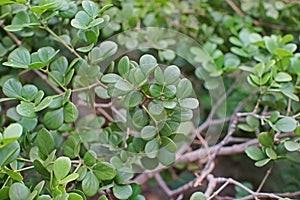 Guaiacwood, species of tree in the caltrop family