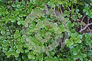 Guaiacwood, species of tree in the caltrop family