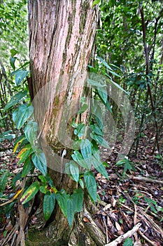 Guajataca Forest of Puerto Rico