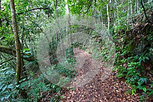 Guajataca Forest Reserve Trail