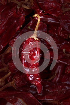 Guajillo chili Acacia berlandieri dried pepper photo