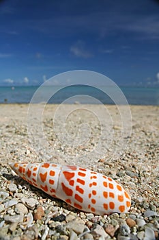 Guam beach seashell