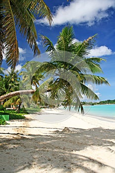 Guam bent coconut tree