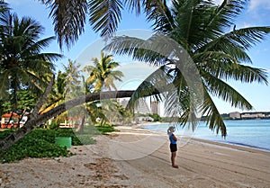 Guam Bent Coconut tree