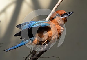 Guam Kingfisher - Micronesian Kingfisher Todiramphus cinnamominus photo