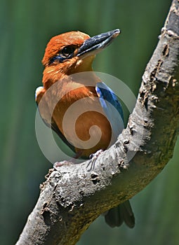 Guam Kingfisher - Micronesian Kingfisher Todiramphus cinnamominus photo