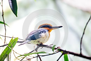 Guam Micronesian Kingfisher (Todiramphus cinnamominus) Perched photo