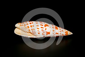 Guam Sea shell