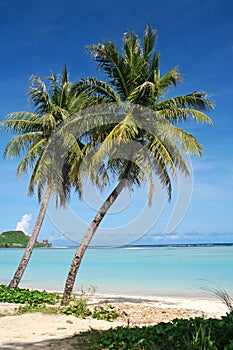 Tropický kokos stromy 