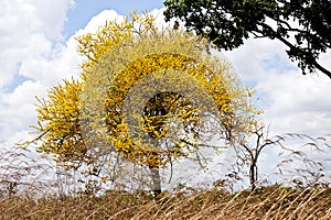 Guamacho tree