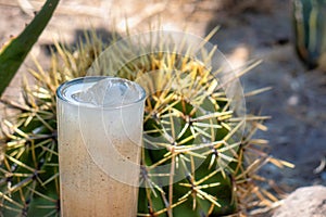 Guamiche drink Ferocactus wislizenii typical of guanajuato mexico photo