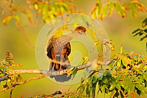 Guan bird, morning sunrise in the tropic forest. Detail portrait of Crested Guan, Penelope purpurascens from Costa Rica. Exotic photo